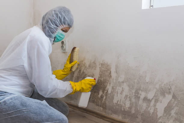 Best Black Mold Remediation in Bridge City, TX