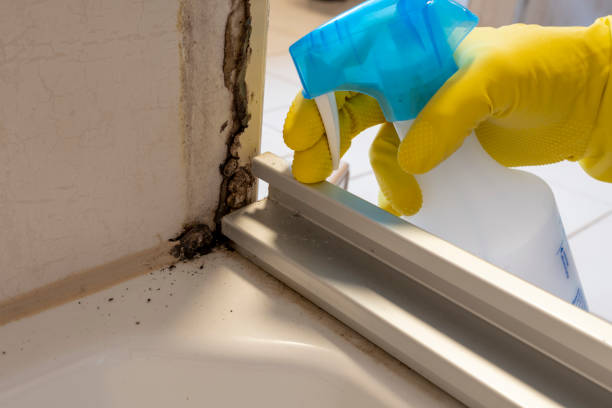 Best DIY Mold Remediation Support Services in Bridge City, TX