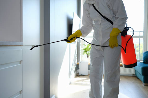 Best Residential Mold Remediation in Bridge City, TX