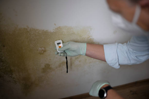 Best Emergency Mold Remediation in Bridge City, TX