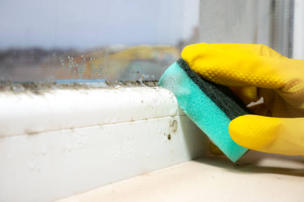 Best Basement Mold Remediation in Bridge City, TX