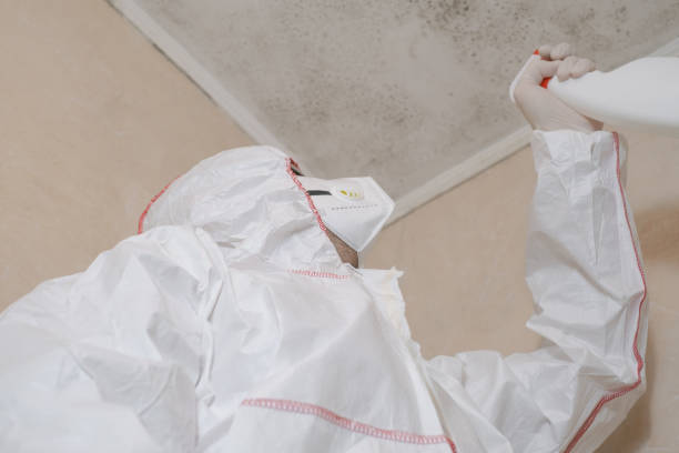Best Health and Safety Mold Remediation in Bridge City, TX