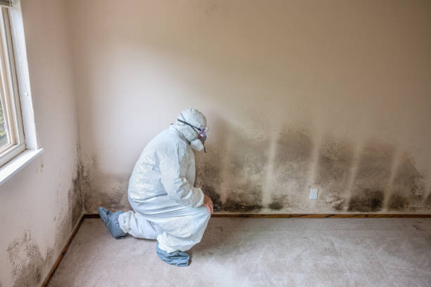 Best HVAC Mold Remediation in Bridge City, TX
