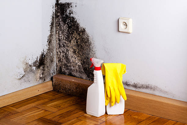 Bridge City, TX Mold Remediation Company