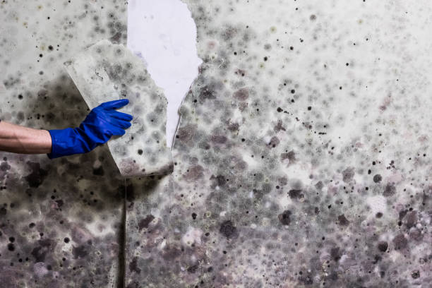 Best Mold Testing and Inspection Services in Bridge City, TX