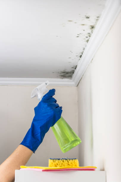 Best Localized Mold Remediation (e.g., coastal areas, humid climates) in Bridge City, TX